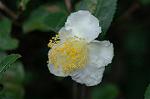Dcim6541/DSC_0723
