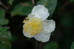 Dcim6541/DSC_0724