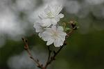 Dcim6541/DSC_0727