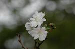 Dcim6541/DSC_0729