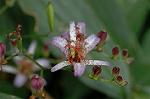 Dcim6542/DSC_0752