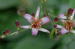 Dcim6542/DSC_0753
