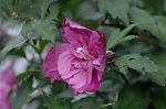 Dcim6542/DSC_0755