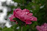 Dcim6542/DSC_0760