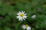 Dcim6542/DSC_0799