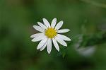 Dcim6542/DSC_0806