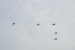 Dcim6548/DSC_2665