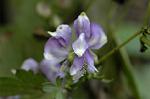 Dcim6559/DSC_1001