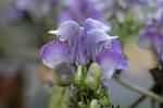 Dcim6559/DSC_1003