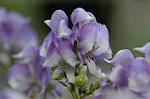 Dcim6559/DSC_1006