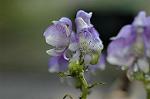 Dcim6559/DSC_1008