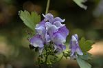 Dcim6559/DSC_1009