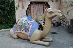 Dcim6587/DSC_5428