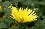 Dcim6594/DSC_1967