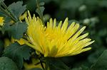 Dcim6594/DSC_1968