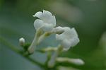 Dcim6594/DSC_1995