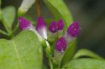 Dcim6594/DSC_2003
