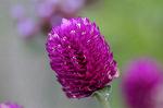 Dcim6597/DSC_6664