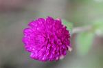 Dcim6597/DSC_6667