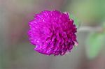 Dcim6597/DSC_6668