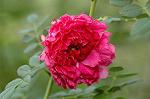 Dcim6600/DSC_2099