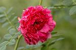 Dcim6600/DSC_2101