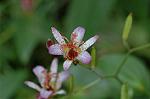 Dcim6600/DSC_2112