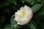 Dcim6600/DSC_2127