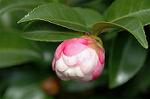 Dcim6601/DSC_2136
