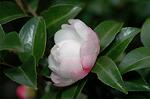Dcim6601/DSC_2141