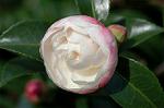 Dcim6601/DSC_2145