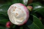 Dcim6601/DSC_2146