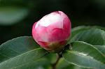Dcim6601/DSC_2149