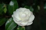 Dcim6601/DSC_2154