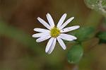 Dcim6601/DSC_2170