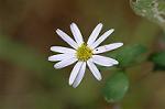 Dcim6601/DSC_2171