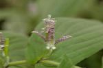 Dcim6601/DSC_2195