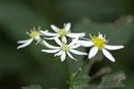 Dcim6601/DSC_2210