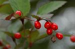 Dcim6601/DSC_2226