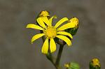 Dcim6601/DSC_2236