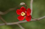 Dcim6601/DSC_2245