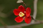 Dcim6601/DSC_2247
