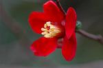Dcim6601/DSC_2250
