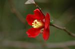 Dcim6601/DSC_2251
