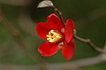 Dcim6601/DSC_2253