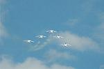 Dcim6606/DSC_2656