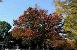 Dcim6614/DSC_7700