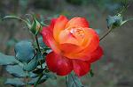 Dcim6615/DSC_7808