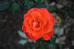 Dcim6615/DSC_7812