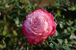 Dcim6615/DSC_7816